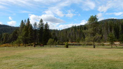 Trees and horses of Idaho