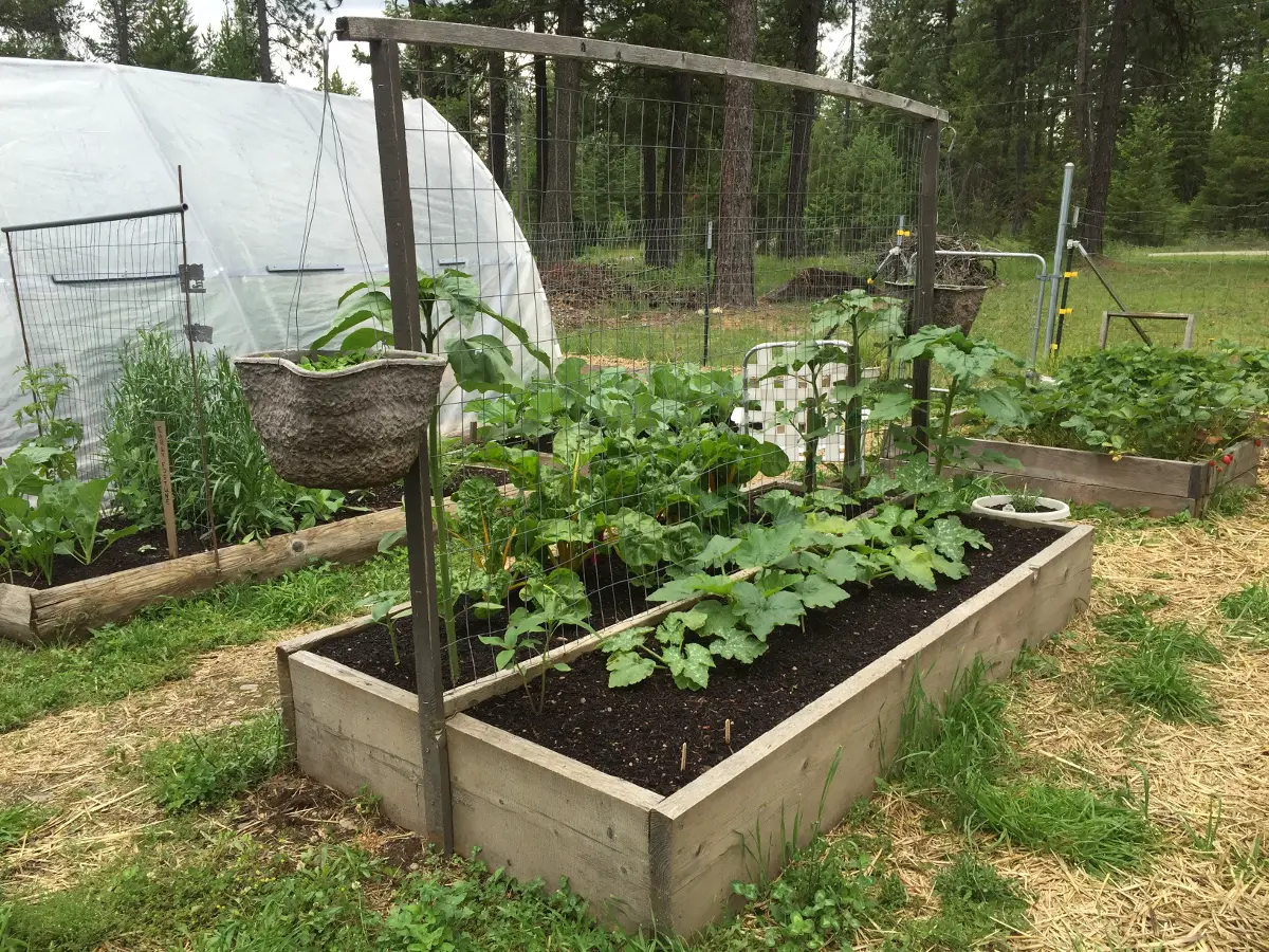 Our garden with green vegetables growing in raised beds and a view of a portion of our hoop house type greenhouse.