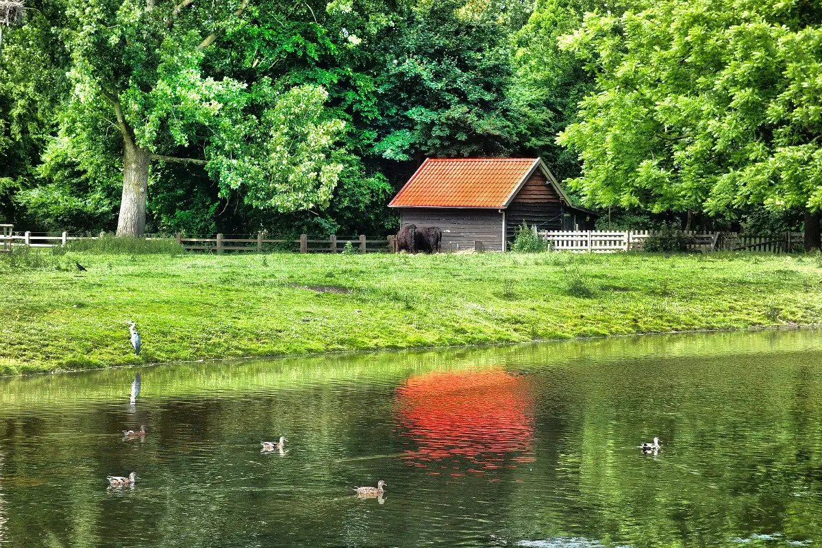 small shed with red roof, green trees and grass alonside a pond with ducks