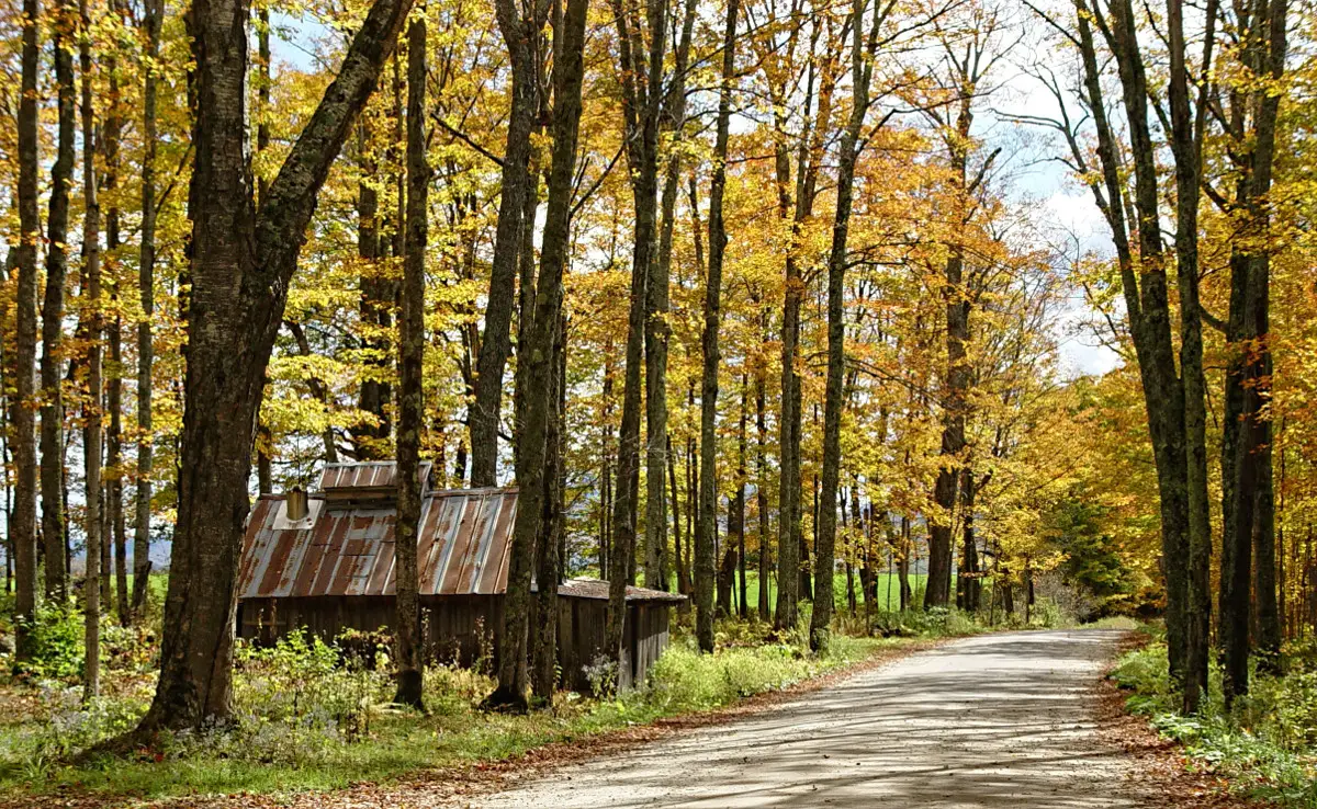 Country dirt road along side of property with a small dwelling and trees with fall colored yellow leaves.
