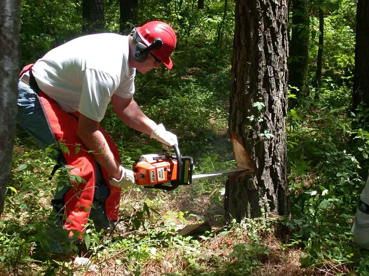 cutting down tree