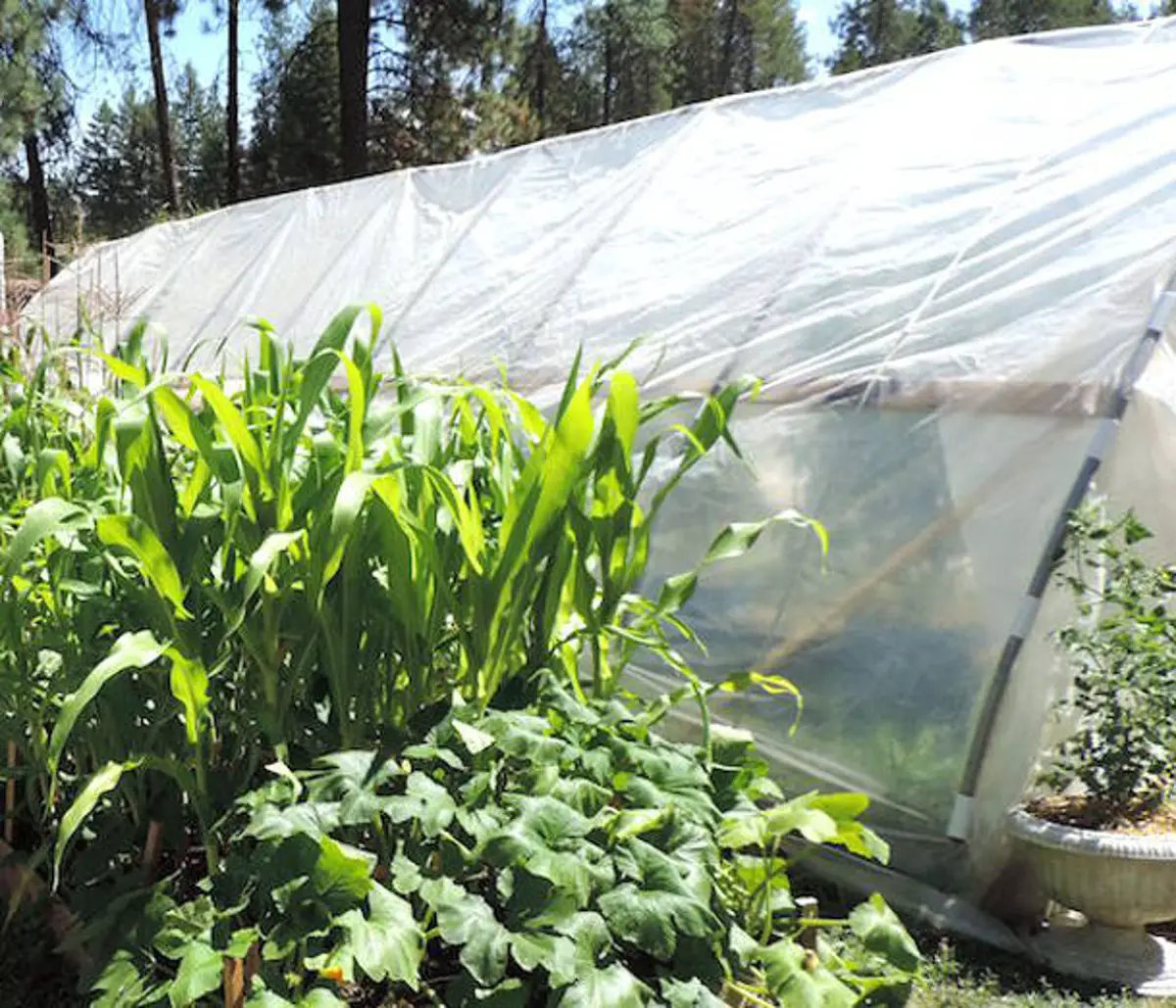 hoop house type greenhouse