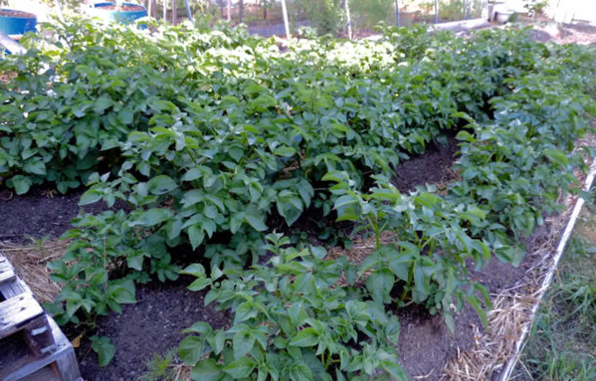 large raised bed with potato plants