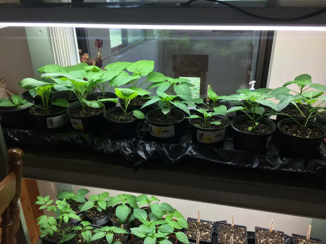 plants growing on shelf indoors
