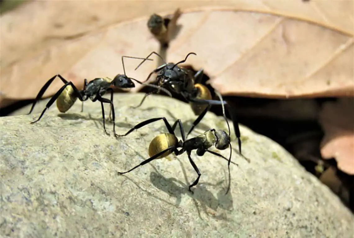 golden tailed spiny ants