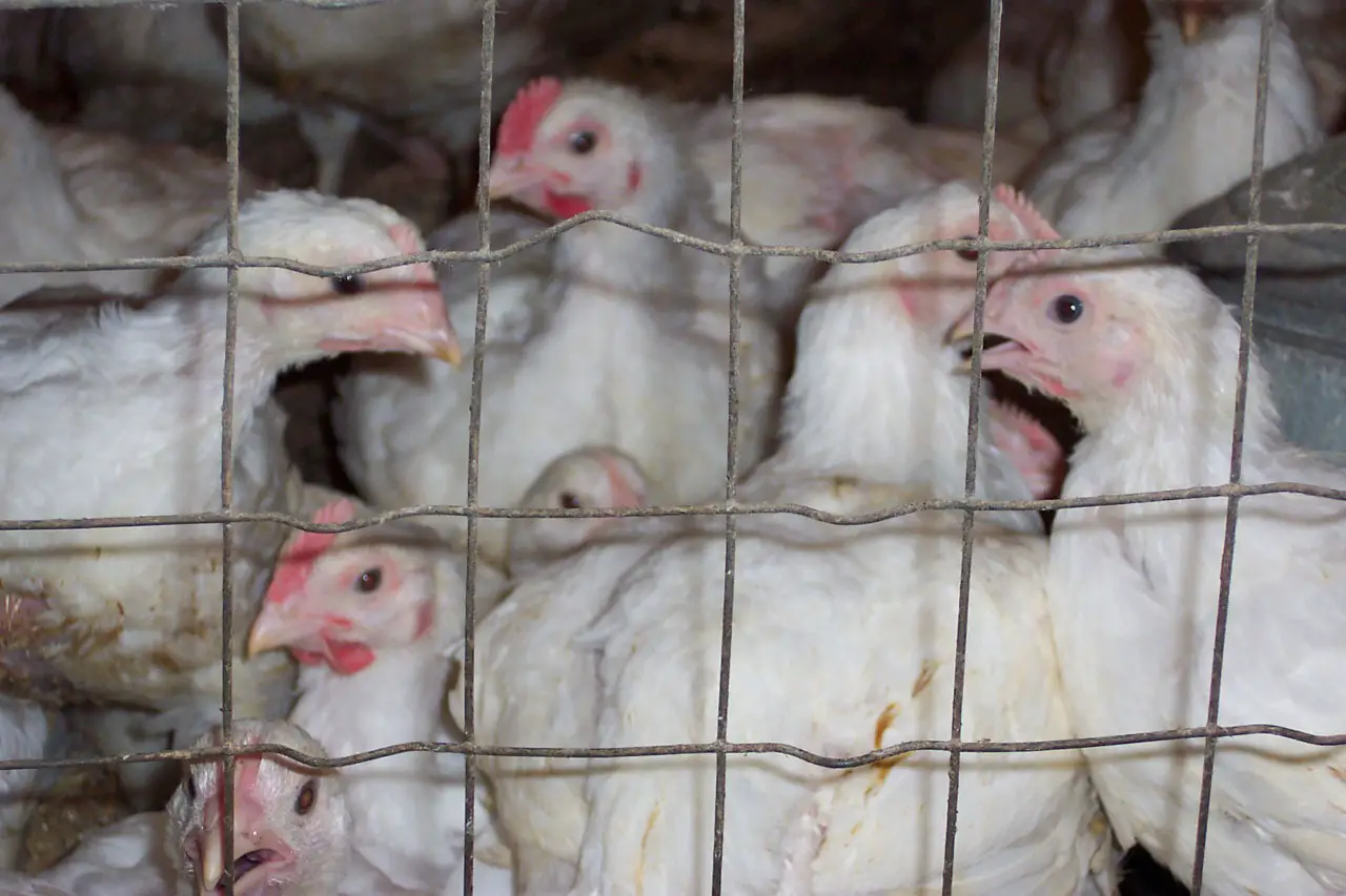 caged chickens in close quarters
