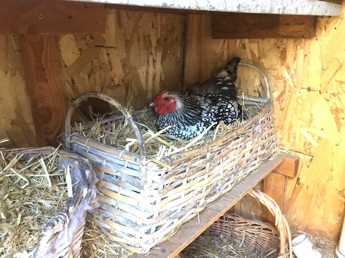Hen sitting on her nest